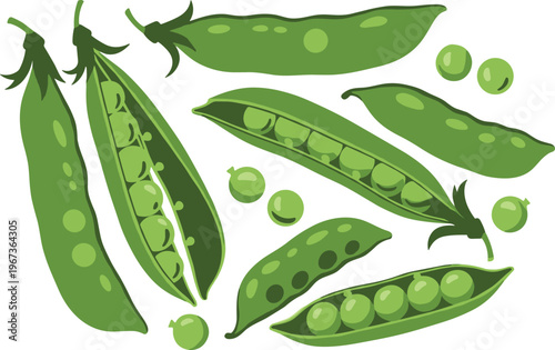 Green peas and pea pods illustration isolated on white background for food and vegetable design