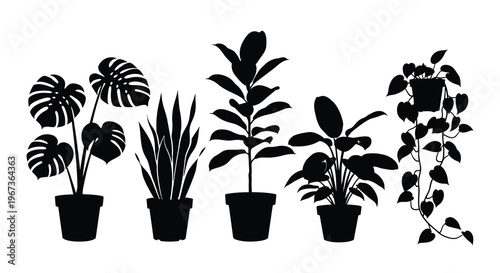 Variety of potted houseplants displayed in a striking black silhouette