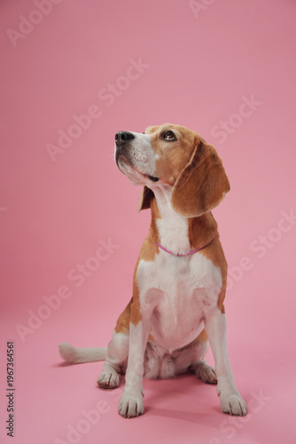A Beagle sits with an upward gaze, its eyes full of curiosity against a pastel pink background. The soft lighting creates a warm and friendly atmosphere in the studio.