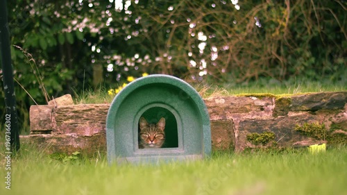 Tabby pet cat sitting in outside shelter
