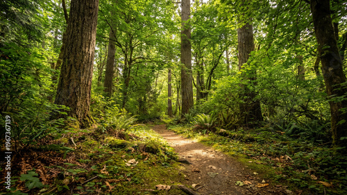 Lush forest pathway surrounded by tall trees and vibrant greenery  