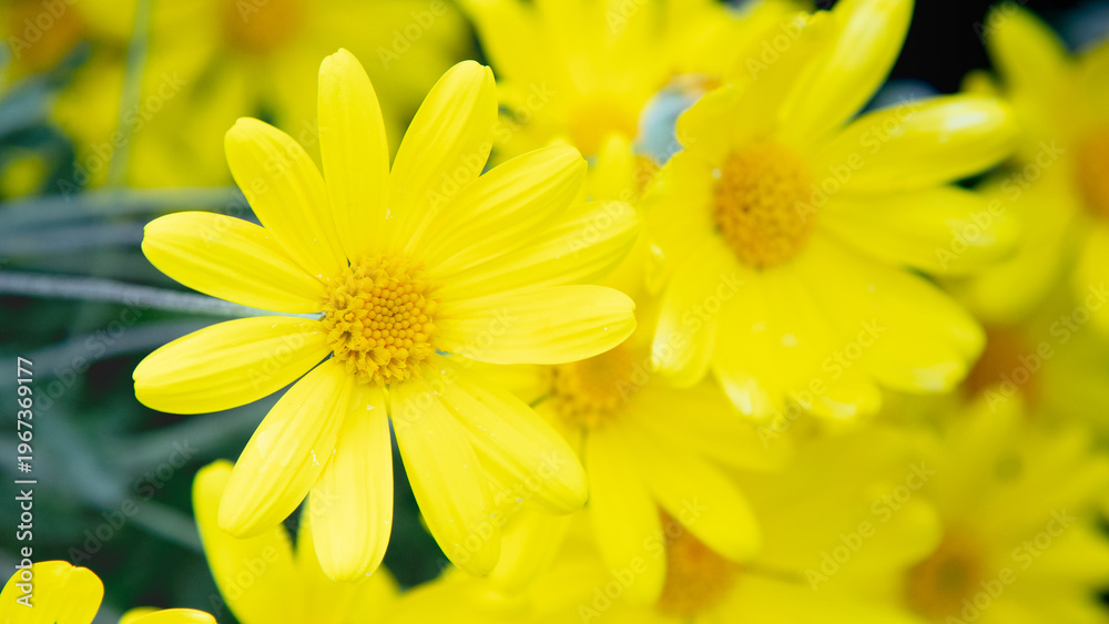 Obraz premium Margaritas amarillas en primavera, algunas flores juntas