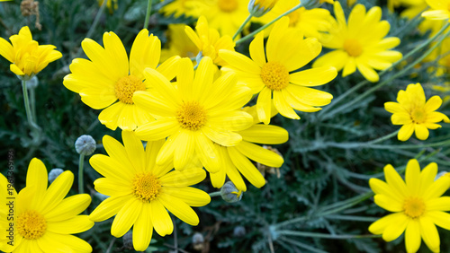 Algunas flores amarillas en primavera
