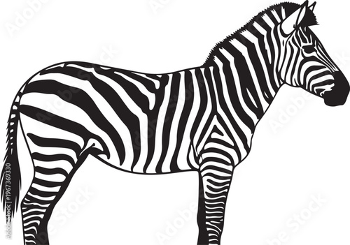 Black and white zebra standing profile view striped