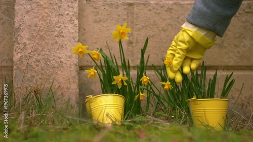 Gardener with Yellow daffodil flowers in Spring 