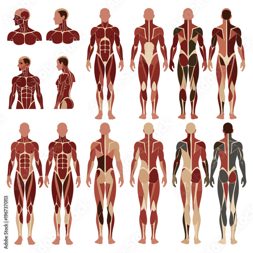 Human muscular system anatomy charts showing front and back views.