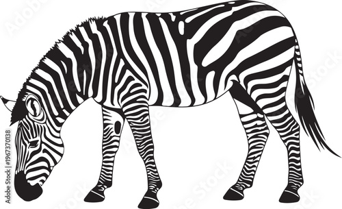 Black and white zebra standing with head down stripes