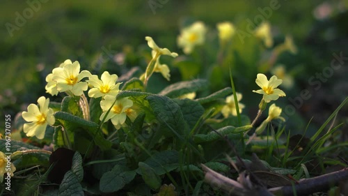 Group of yellow primrose flowers 