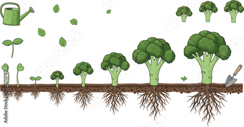 Broccoli plant growth stages from seed to mature vegetable with roots vector illustration isolated on white background