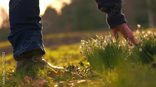 Hand caresses snow drop flowers in Spring