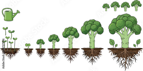 Broccoli growth stages from seedling to mature plant with roots gardening vector illustration isolated on white background