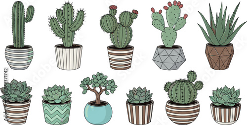 Cactus and succulent plants collection in decorative pots vector illustration isolated on white background botanical set design