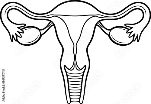 Human Female Reproductive System Anatomical Diagram Vector Line Art Illustration Design