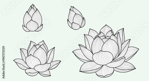 Detailed black and white line art of lotus flowers and buds at various stages of blooming on a light green background for art.