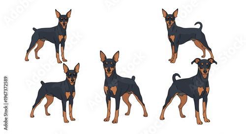 Miniature pinscher dog set showing five different standing and profile poses with black and tan markings on a white background.