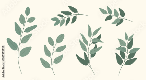 Set of various eucalyptus leaves and green branch illustrations with soft organic shapes for decorative botanical arrangements.