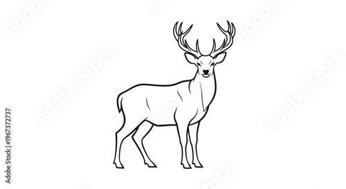 Beautiful deer stag with large antlers shown from a front perspective in a detailed black and white line art style for nature.