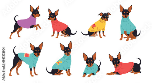 Collection of eight miniature pinscher dogs wearing colorful knitted sweaters in various playful poses isolated on white background for pets.