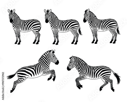 Three zebras standing and two in motion a striking silhouette