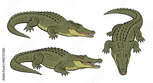 Collection of three detailed crocodile illustrations showing different perspectives and walking poses for reptile and wildlife study themes.