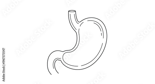 Human stomach and esophagus anatomy shown in a simple black and white line drawing style representing digestive system health.
