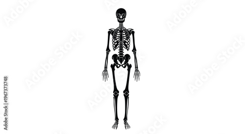 Detailed black silhouette of a full human skeleton is shown in a standing frontal position against a plain white background.