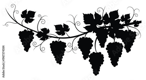 Detailed grape vine with hanging bunches a striking silhouette