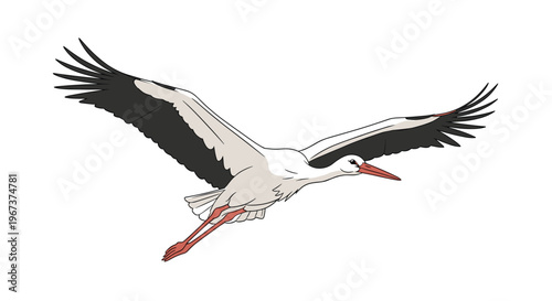 Large white stork with black-tipped wings and red beak flying gracefully across a white background in a cartoon style.