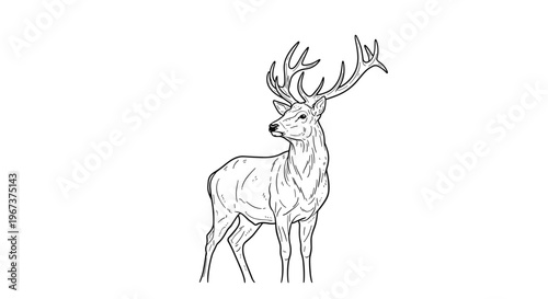 Detailed black and white line drawing of a majestic deer with large antlers standing against a plain white background.