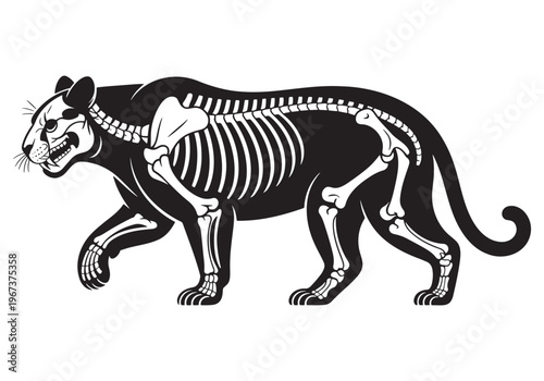 Panther Skeleton Anatomy Detailed View Side Profile Silhouette Graphic Design