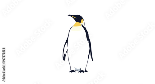 Majestic emperor penguin standing tall with its characteristic yellow and orange markings on a clean white background.
