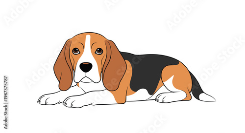Adorable beagle dog lying flat on its belly with big brown eyes looking forward on a plain white background.