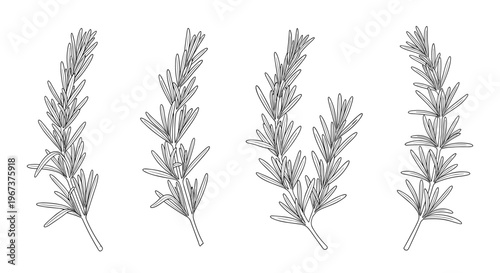 Detailed black and white sketches of four rosemary sprigs showing the characteristic needle-like leaves and stems.