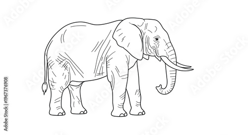 Detailed line art drawing of a large african elephant standing sideways with its tusks and trunk visible on a plain white background.