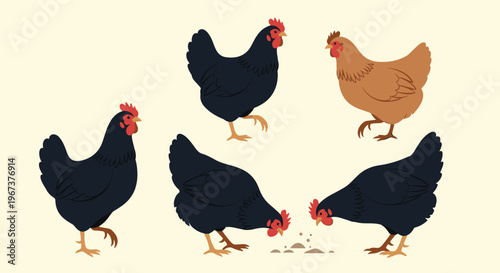 Collection of domestic hens in various poses including standing and pecking for food presented in a clean and simple vector art style.