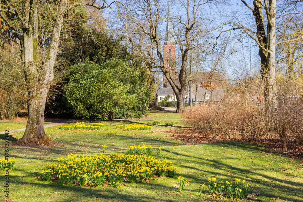 Fototapeta premium Yellow narcissus spring flowers in the park in Moers, Germany