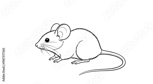 Simple line drawing of a small mouse with large ears and a long tail shown in a side profile for nature or educational project themes.