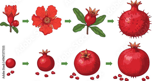 Pomegranate growth stages from flower to ripe fruit with seeds botanical vector illustration isolated on white background
