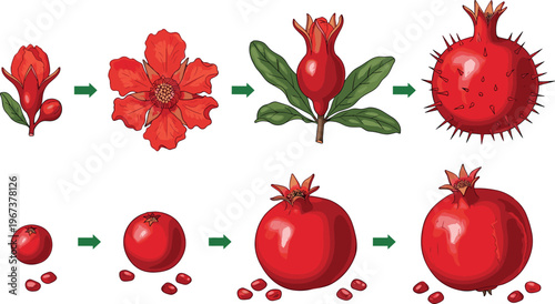 Pomegranate life cycle stages from flower to ripe fruit with seeds vector illustration isolated on white background