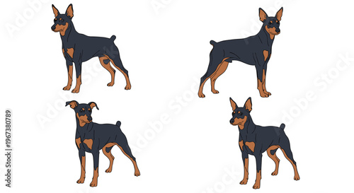 Set of four illustrations showing a miniature pinscher dog in different standing and looking poses for pet and breed themed projects.