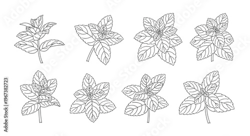 Mint herb plants shown in eight different detailed line art illustrations featuring clusters of fresh aromatic leaves on stems.