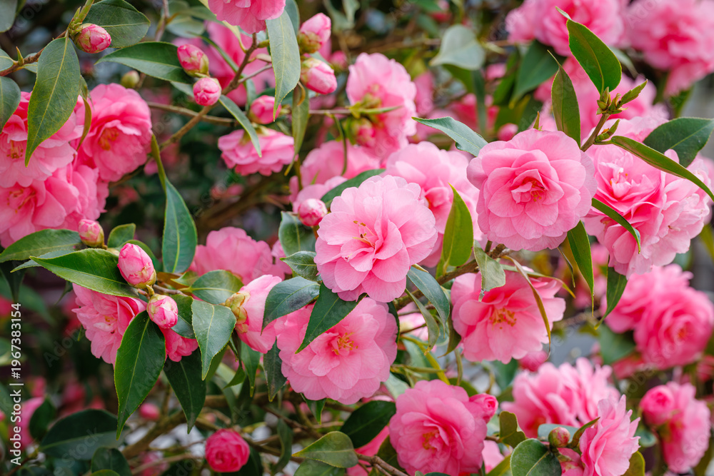 Obraz premium Bright Pink Spring Flowers Bloom in a Garden During the Sunny Days of Early Spring Season With Green Leaves Around Them