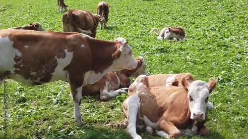 Brown and white spotted cows in the pasture with their calves