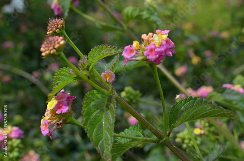 Kwiaty lantany pospolitej (Lantana camara) w ogrodzie, kolorowe kwiatostany