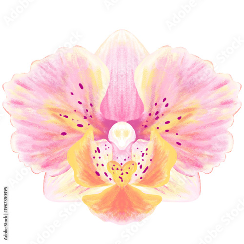 Vibrant Pink and Yellow Orchid Illustration