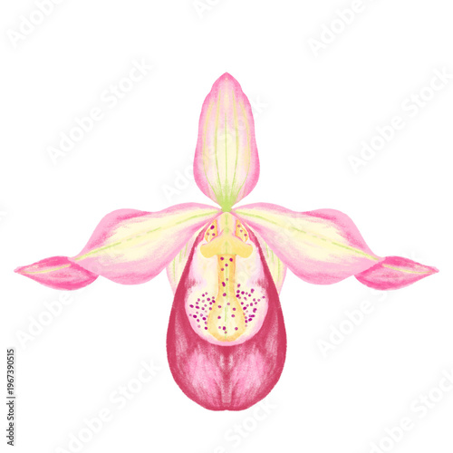 Pink Slipper Orchid Illustration