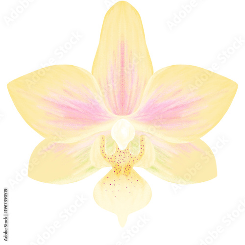 Pale Yellow Orchid Illustration