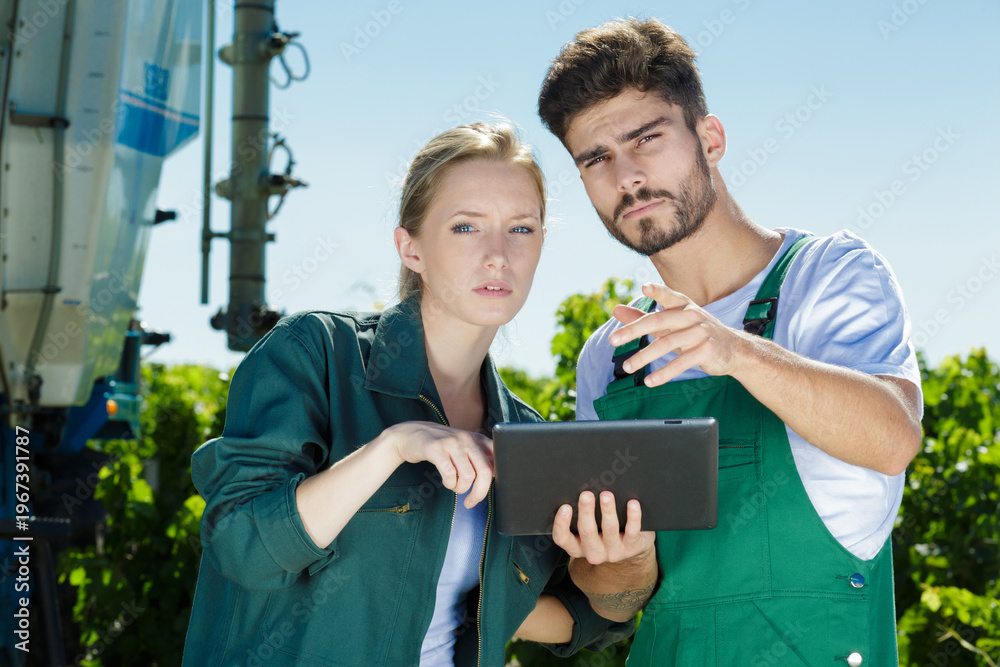 Fototapeta premium winemarkers in vine rows checking grapes quality