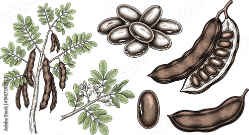 Cacao Bean and Pod Illustration Icon Set Featuring Organic Plant, Leaves, and Cocoa Beans for Botanical, Food, and Nature Designs