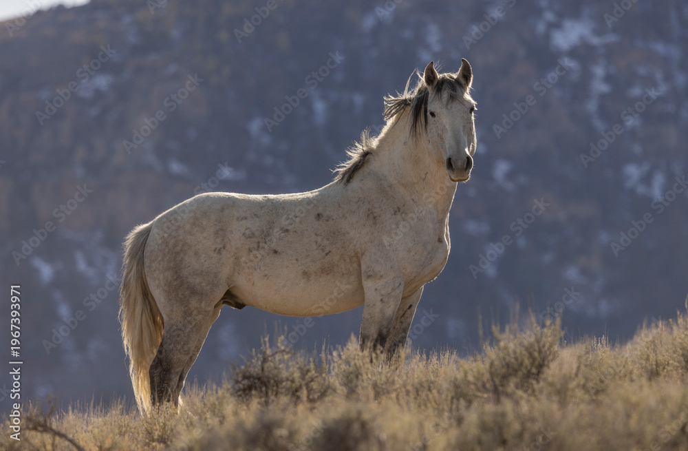 Fototapeta premium Beautiful Wild Horse Near Challis Idaho in Springtime